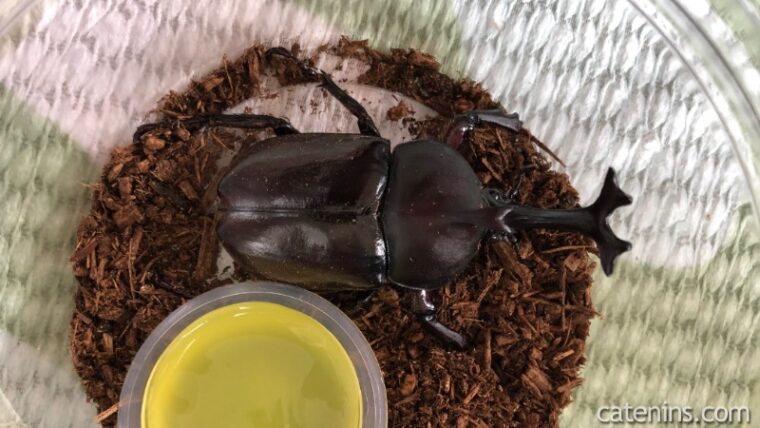 カブトムシの飼育 カブトムシにがしてきました 娘と一緒に素人の昆虫飼育記 かてにんブログ 日常の気付きを共有していきます